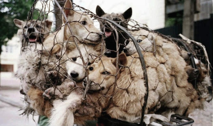 Yulin dog meat festival to be held in China again this year and this time you can shut it!