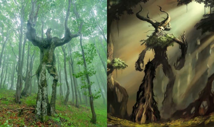 Ten Man Tree OMG! This tree that looks just like a standing person actually exists ...