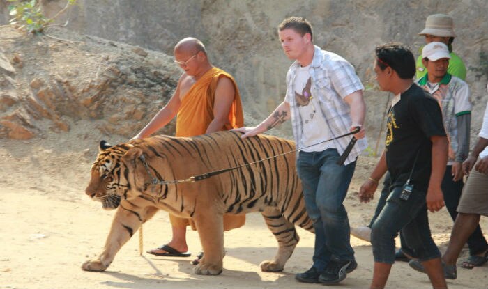 Thailand s popular Tiger Temple to shut down soon India