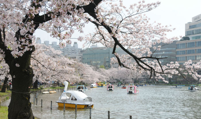 Cherry blossoms spread tranquility in the northeast | India.com