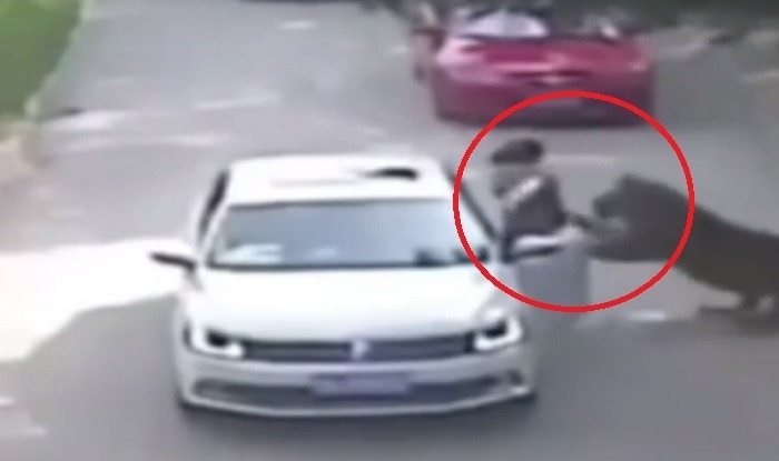 Caught on Camera: Woman mauled by tiger in front of family in Badaling ...