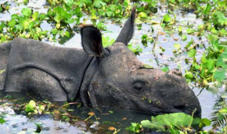 Rescuers seek to protect animals in flood-hit Bihar, Assam wildlife parks 