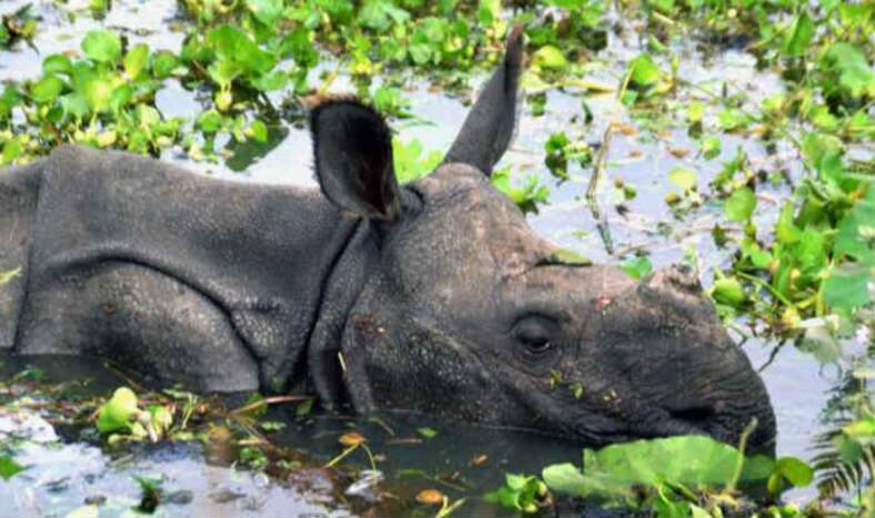Rescuers seek to protect animals in flood-hit Bihar, Assam wildlife parks