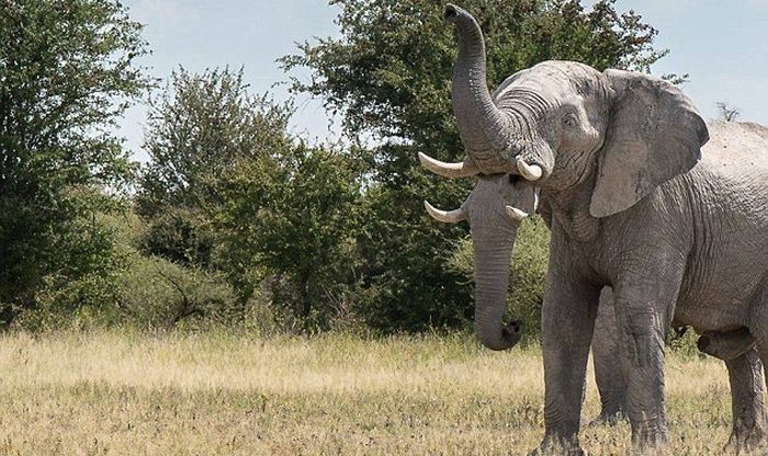 This pic of the elephant with 2 trunks is completely confusing the internet world - Real or Fake, you decide?