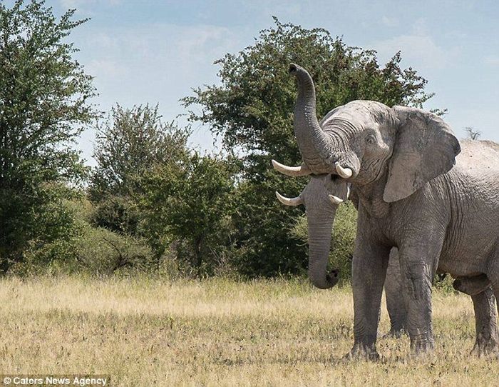 2 trunk elephant