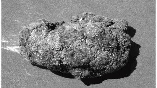 Watch video of living rock which can be eaten | OMG!!! दुनियां में मौजूद है जिंदा पत्थर, काटो तो निकलता है खून देखें वीडियो Watch video of living rock which can be eaten | OMG!!! दुनियां में मौजूद है जिंदा पत्थर, काटो तो निकलता है खून देखें वीडियो
