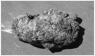 OMG!!! दुनियां में मौजूद है जिंदा पत्थर, काटो तो निकलता है खून देखें वीडियो