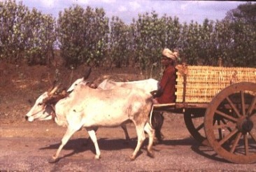 bullock cart