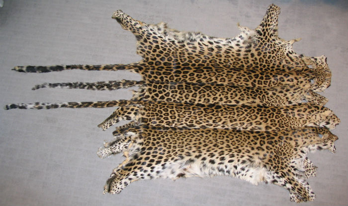 Two held with leopard skin worth Rs 12 lakhs | India.com