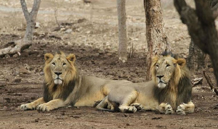 Nahargarh Biological Park in Jaipur to get 2 Asiatic lions | India.com