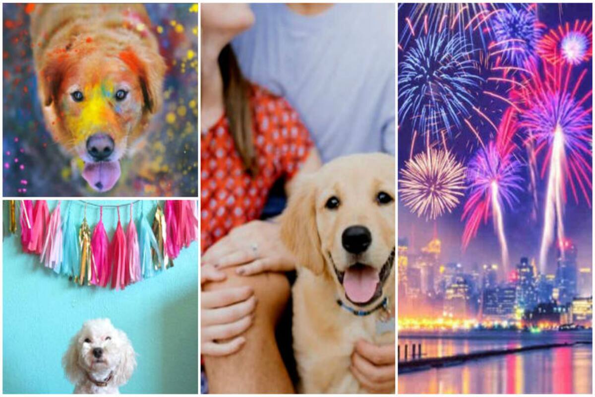 Ensure safe Diwali for your pets: 7 tips to take care of pets this Diwali  2016 