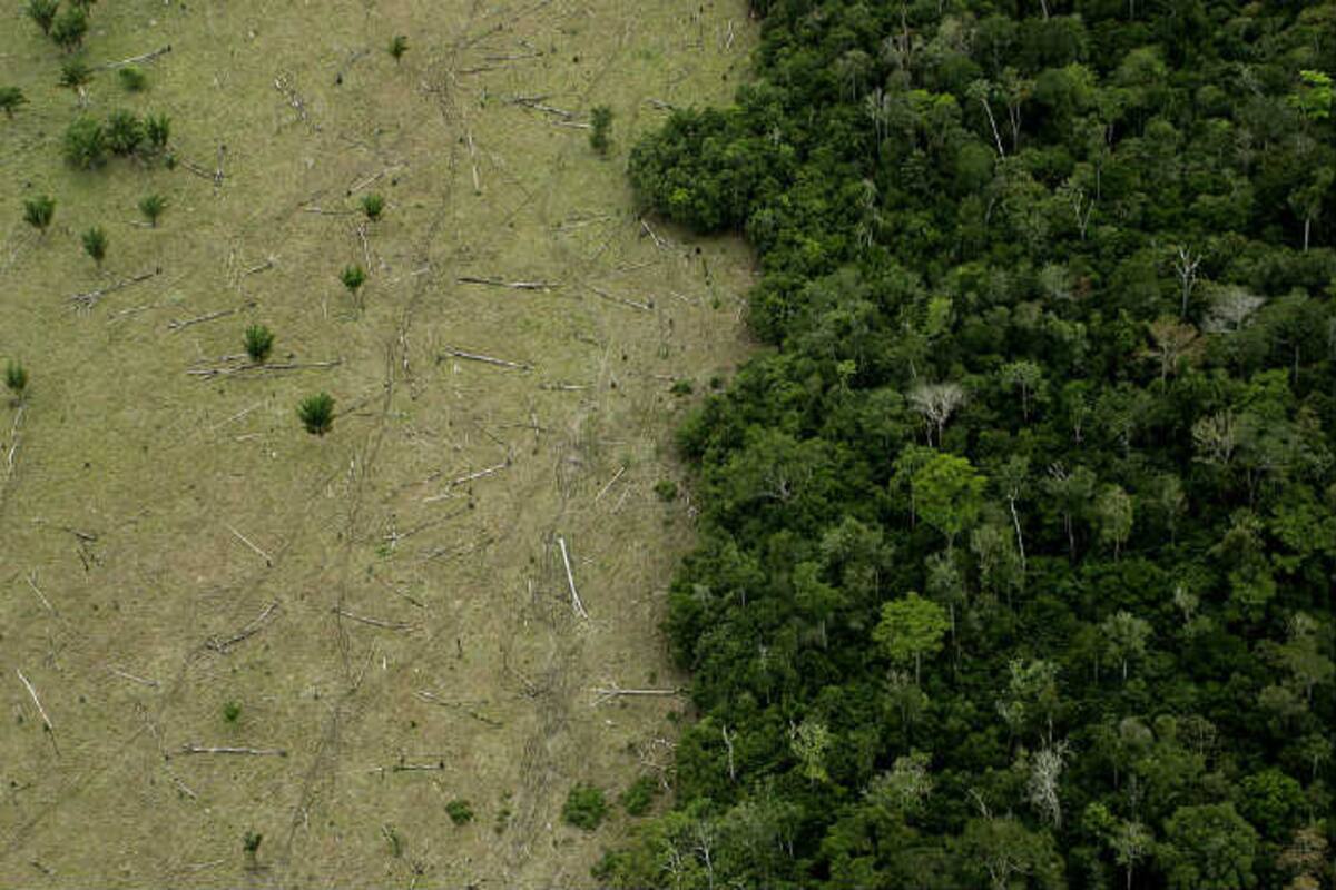 World Environment Day 21 Record Deforestation In Brazilian Amazon Rainforest Continues World Environment Day 21 Record Deforestation In Brazilian Amazon Rainforest Continues