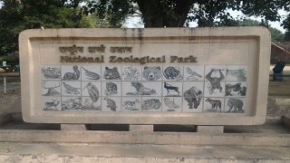 Delhi Zoo Scare: Man Jumps Inside Lion’s Enclosure, Officials Tranquilise it to Save Him | Watch Delhi Zoo Scare: Man Jumps Inside Lion’s Enclosure, Officials Tranquilise it to Save Him | Watch