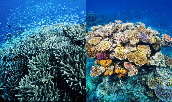 Australia’s Great Barrier Reef & 6 other natural wonders to travel ...