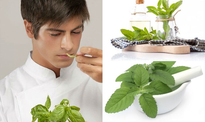 This Tulsi Vivah 2016 know all about 7 benefits of Holy Basil