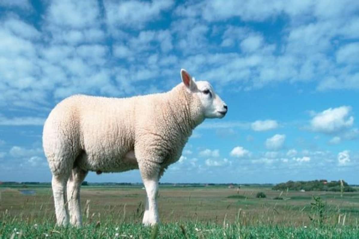 countries where legal sex with animal | ऐसे देश जहां बिना किसी डर के जानवरों के साथ किया जाता है सेक्स - Latest News & Updates in Hindi at Hindi countries where legal sex with animal | ऐसे देश जहां बिना किसी डर के जानवरों के साथ किया जाता है सेक्स - Latest News & Updates in Hindi at Hindi