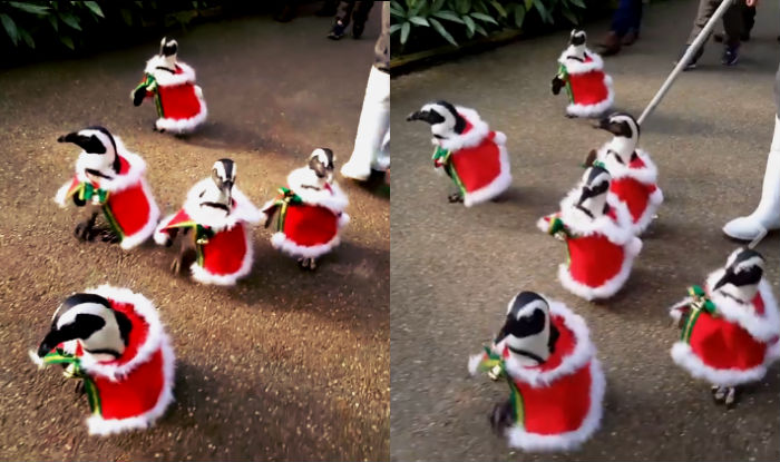 Cute Santa Alert! Penguins dressed in Christmas outfits waddle in ...