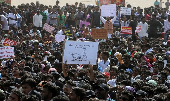 Jallikattu likely to happen on January 22 as Centre might okay Tamil