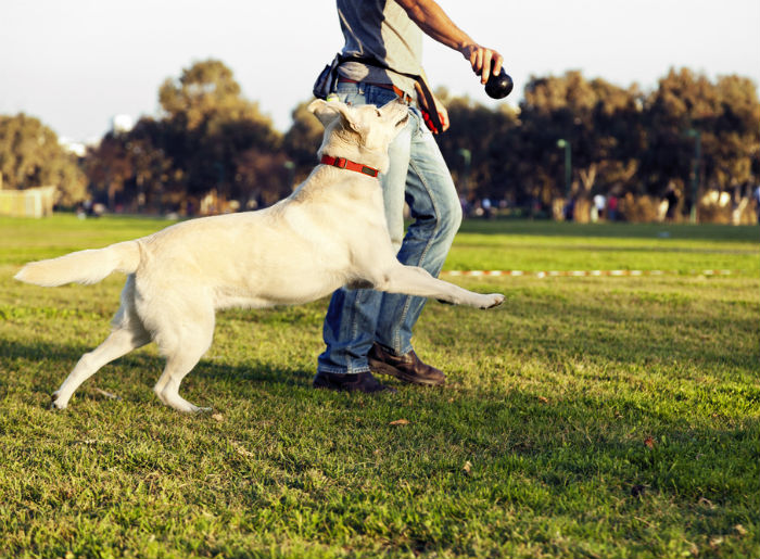 Dogs are your best workout buddy: Here are 5 reasons to start working ...