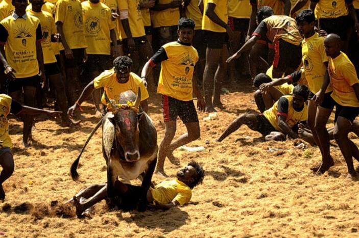 Jallikattu: Tamil Nadu Govt Issues Guidelines for Events; Mandates RT-PCR Test Report For Unvaccinated 