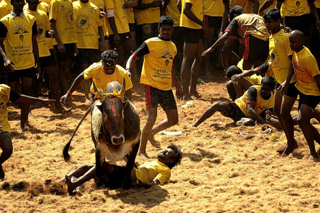 Jallikattu row: Let's talk about cruelty against humans in the name of  traditions 
