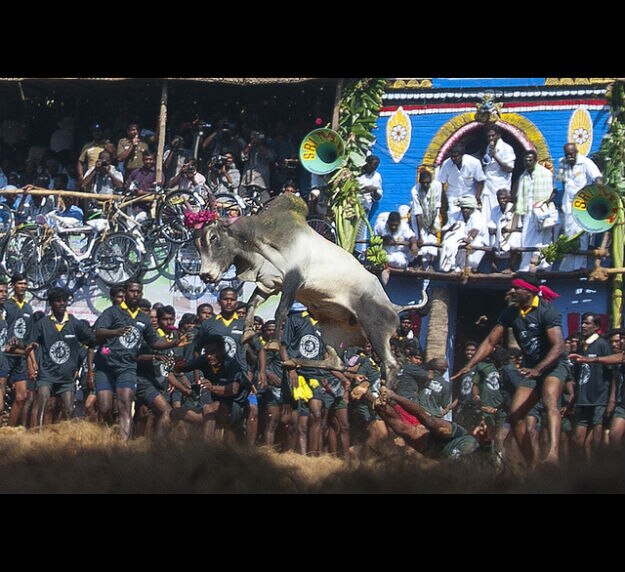Jallikattu Event Allowed by Tamil Nadu Govt; Number of Players Capped, COVID Test Mandatory | Full Guidelines Here