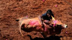 Madurai District Administration Makes Aadhaar Mandatory For Bull Tamers to Participate in Jallikattu Celebrations