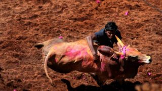 Madurai District Administration Makes Aadhaar Mandatory For Bull Tamers to Participate in Jallikattu Celebrations Madurai District Administration Makes Aadhaar Mandatory For Bull Tamers to Participate in Jallikattu Celebrations