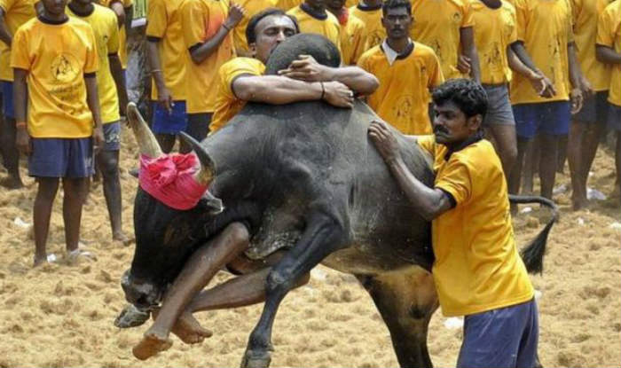 jallikattu-what-is-the-history-significance-meaning-of-tamil-nadu-s