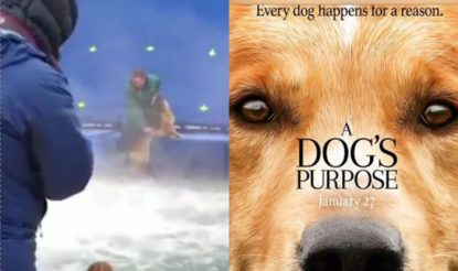 a dogs purpose dog video