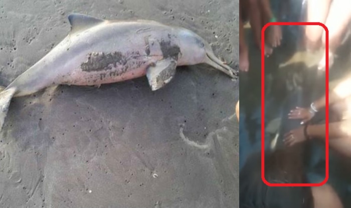 Baby Dolphin dies because of people’s selfie obsession once again