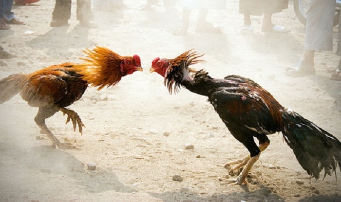 The story and history of cock fights during sankranthi for kids