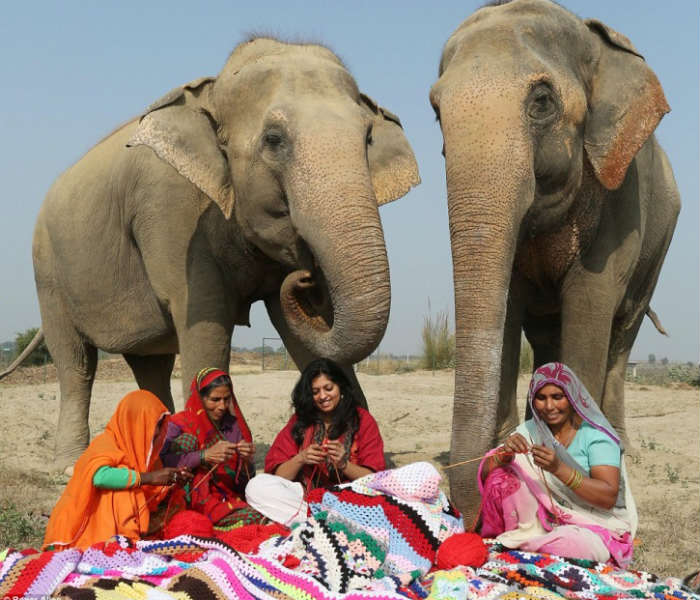 elephant 2