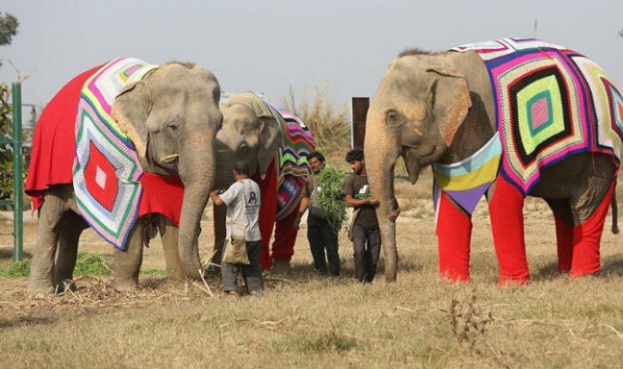 elephant 3