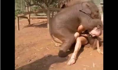 Elephant Vs Girl Sex - Baby Elephant Searches for Girl's Nose | à¤¹à¤¾à¤¥à¥€ à¤•à¥‡ à¤¬à¤šà¥à¤šà¥‡ à¤¨à¥‡ à¤²à¤¡à¤¼à¤•à¥€ à¤•à¥‡ à¤¸à¤¾à¤¥ à¤•à¥€  à¤à¤¸à¥€ à¤¶à¤°à¤¾à¤°à¤¤... à¤˜à¤Ÿà¤¨à¤¾ à¤•à¥ˆà¤®à¤°à¥‡ à¤®à¥‡à¤‚ à¤•à¥ˆà¤¦, à¤µà¤¾à¤¯à¤°à¤² à¤¹à¥à¤† à¤µà¥€à¤¡à¤¿à¤¯à¥‹ - Late