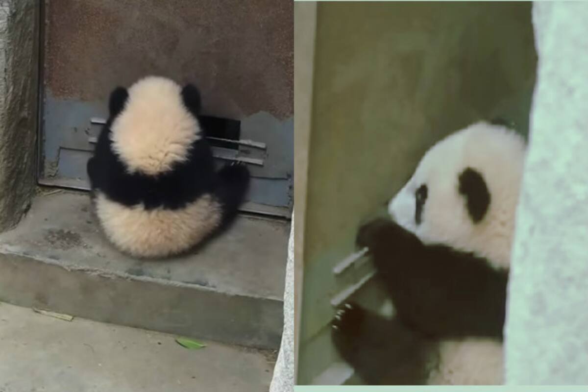 This Adorable Panda Was Nicknamed Cutest Door Stop And Here S Why Watch Video India Com