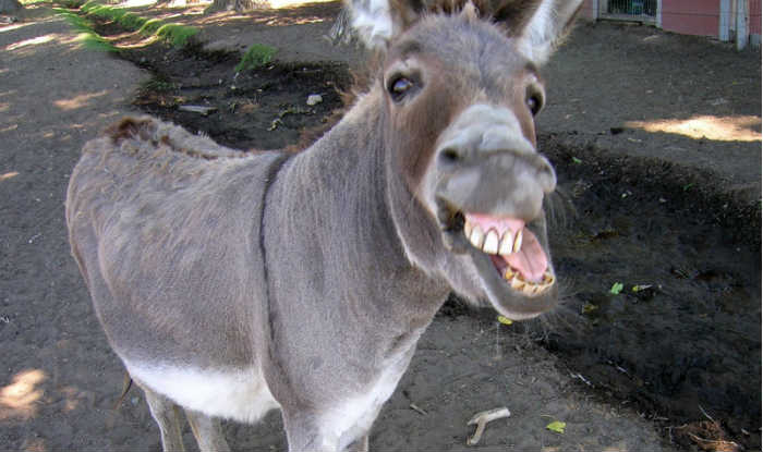 JKSSB Issues Admit Card to a Donkey For Naib Tehsildars Recruitment, Photo  Goes Viral 