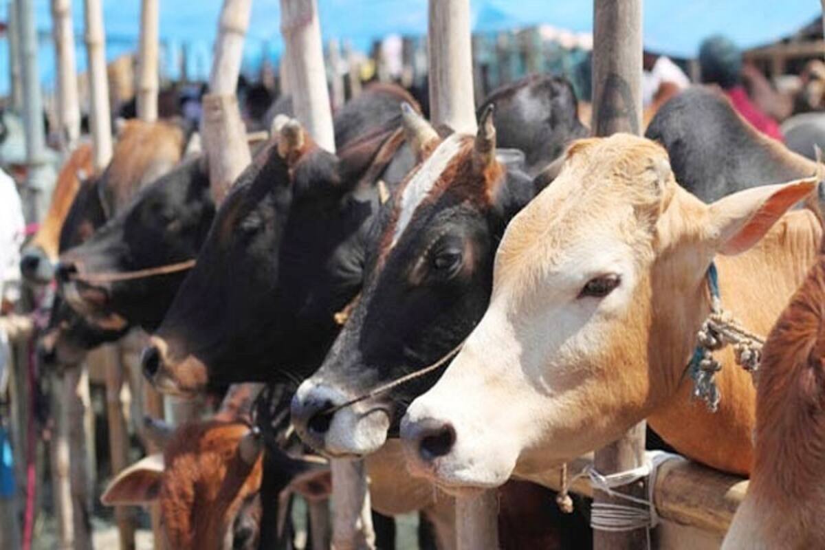 Foot-and-mouth disease on a rise in Tamil Nadu's Tiruvallur district,  livelihood affected 