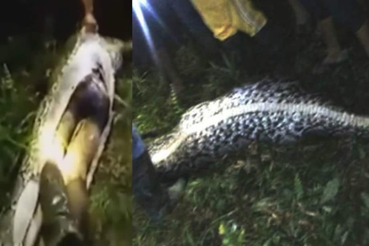 Giant python eats man: Missing Indonesian guy found inside seven-meter  snake's stomach! Watch video 