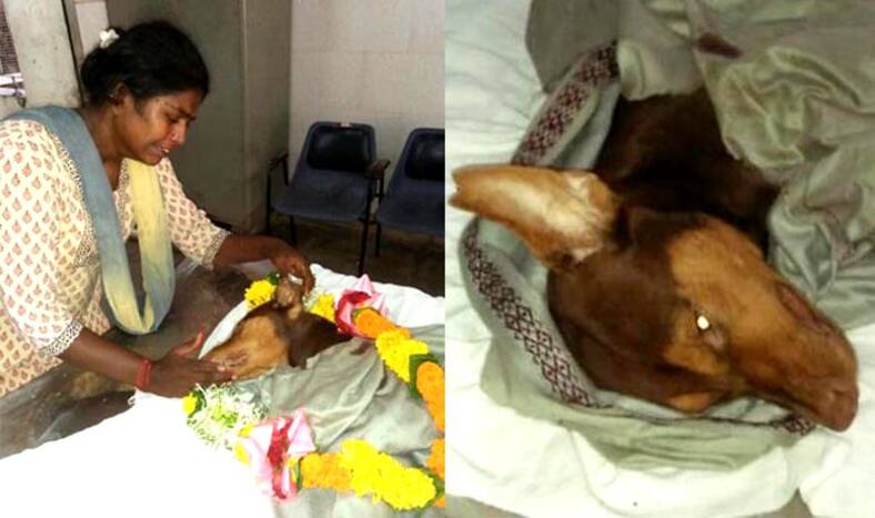 Stray dog dies saving Mumbai woman's life who adopted it