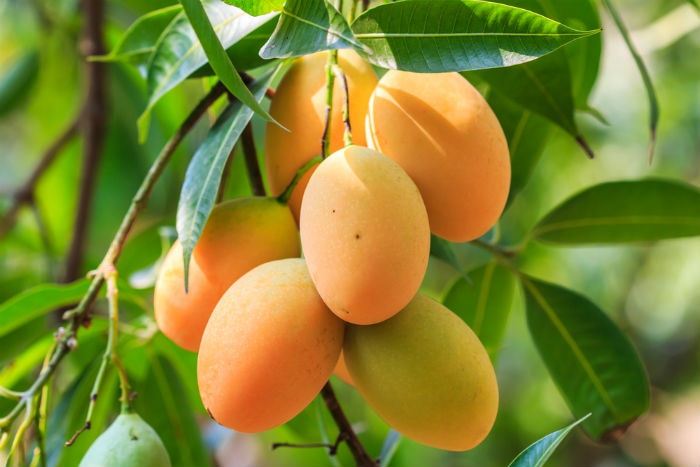 Health benefits of mango 10 reasons to have more mangoes this