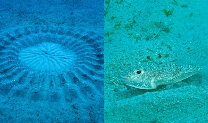 Pufferfish.jpg?impolicy=Medium_Widthonly&w=700