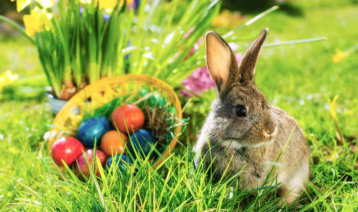 easter bunny