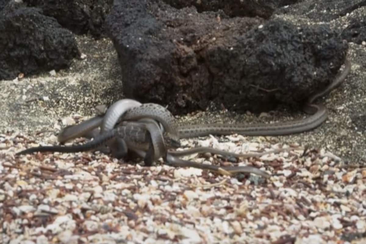 Iguana chased by an army of deadly snakes in the adrenaline-rushing video! ' Snakes vs Iguana' Planet Earth 2 show bags BAFTA TV award Iguana chased by an army of deadly snakes in the adrenaline-rushing video! ' Snakes vs Iguana' Planet Earth 2 show bags BAFTA TV award