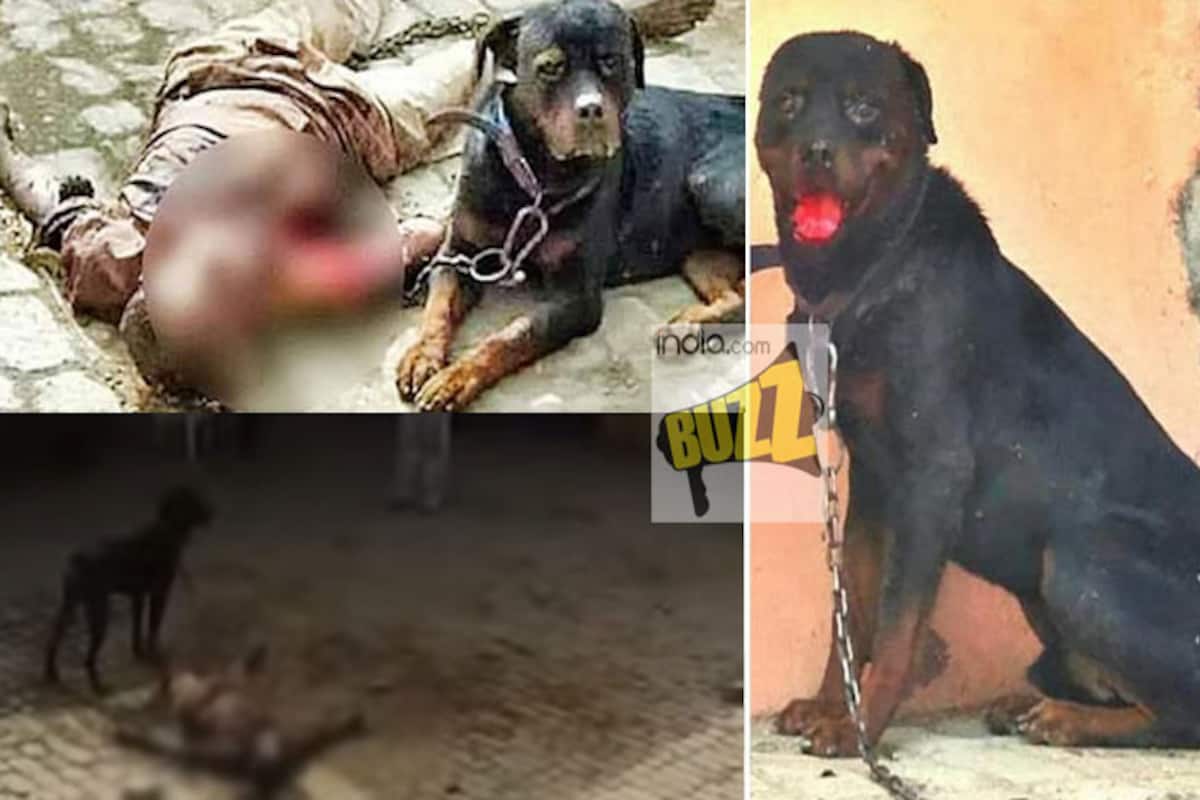 Watch Video of Pet Rottweiler dog that killed and ate caretaker's body in  Panipat: Man-eater dog now fears humans! 