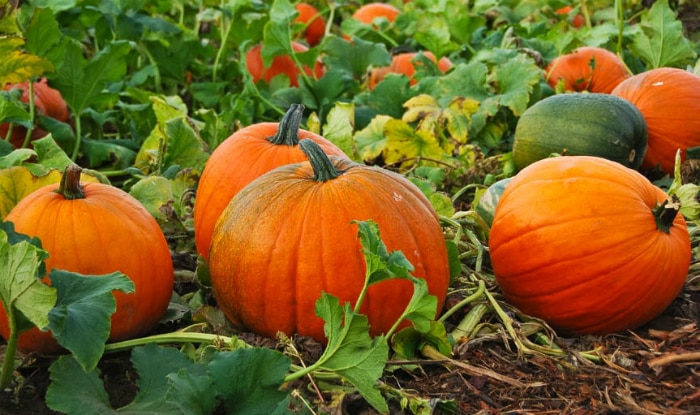 pumpkin kaddu benefits for weight loss