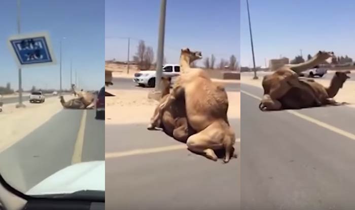 Two camels having sex in the middle of the road brings traffic to a stand-still; shocks the onlookers! (Watch viral video) India