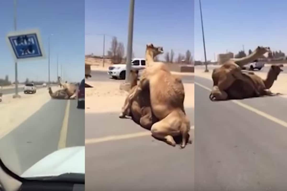 Two camels having sex in the middle of the road brings traffic to a  stand-still; shocks the onlookers! (Watch viral video) | India.com