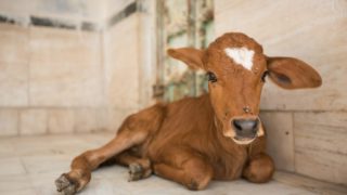 Satpuli: Man Found Having ‘Sex With Cow’ Sparks Communal Tension in Uttarakhand Town Satpuli: Man Found Having ‘Sex With Cow’ Sparks Communal Tension in Uttarakhand Town