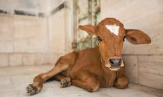 Satpuli: Man Found Having 'Sex With Cow' Sparks Communal Tension in Uttarakhand Town